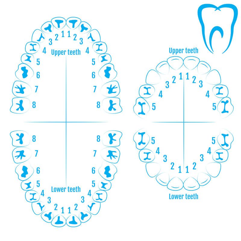 Nomenclatura e funções dos dentes